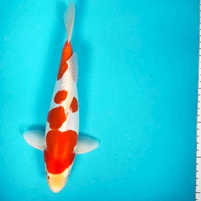 Kohaku doit murni 25cm male