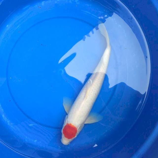 36cm Tancho kohaku jantan