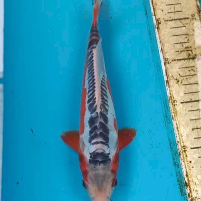Shusui 25cm Male