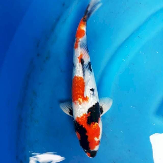 Showa ginrin 35cm jantan