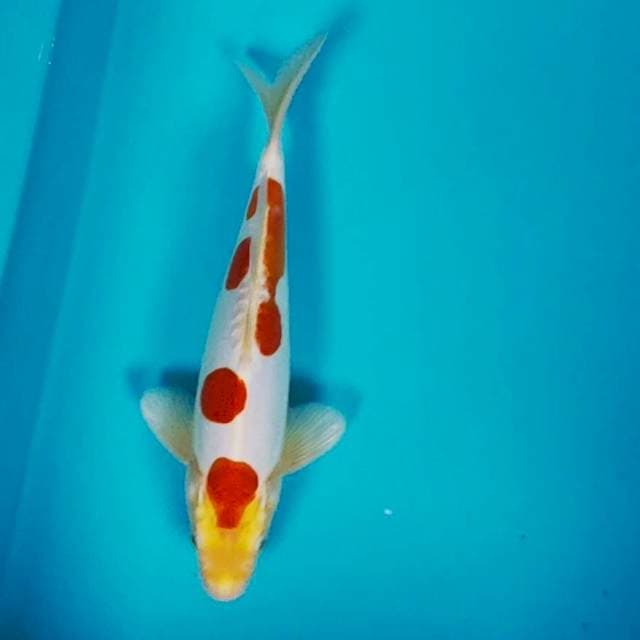 Doitsu murni 25cm male