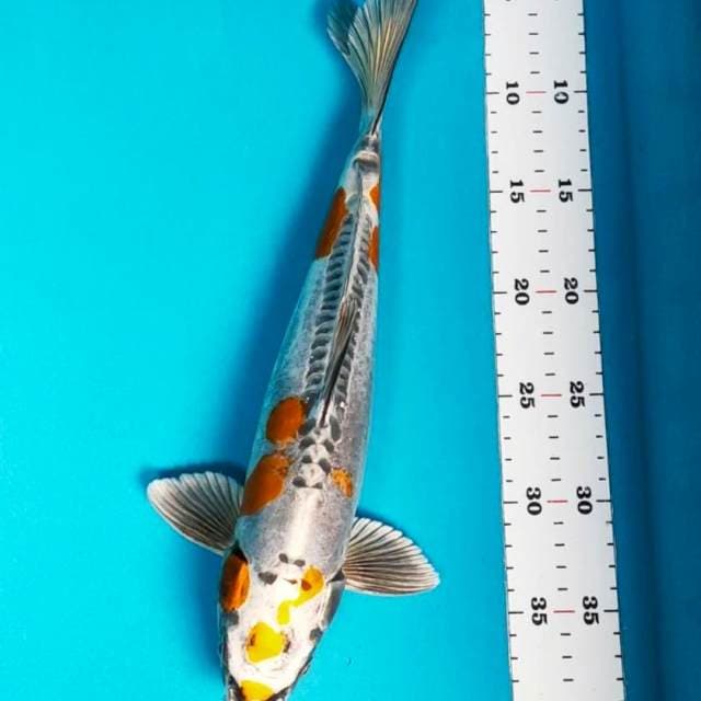 Good kiko 35cm male