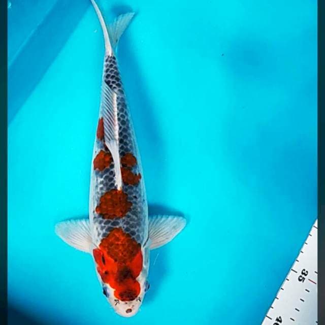 Maruten goshiki 31cm male