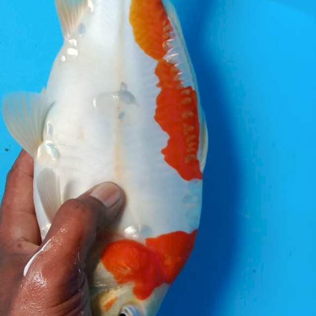 doitsu kohaku punuk