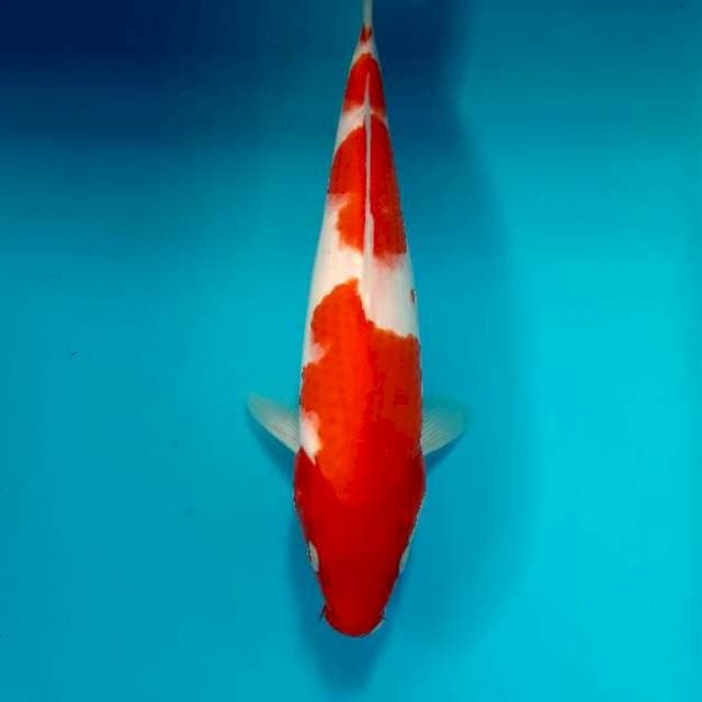 Kohaku 28 cm