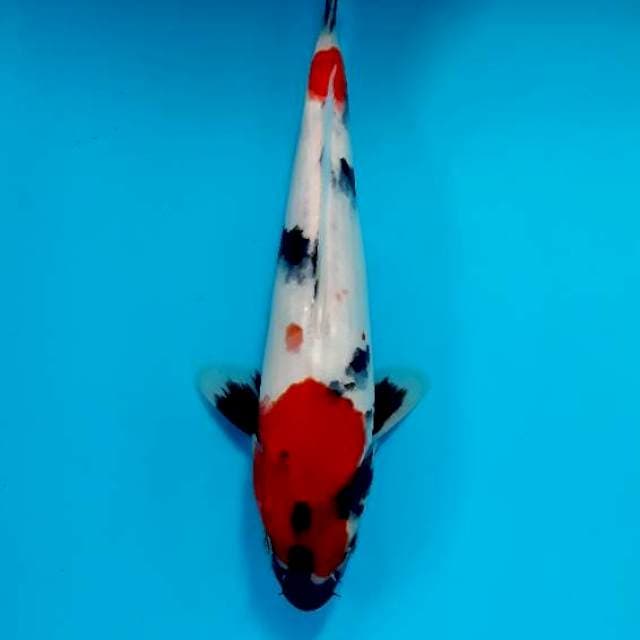 Showa 27 cm