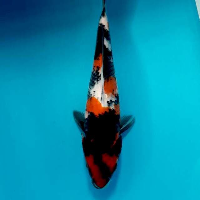 Showa 27 cm