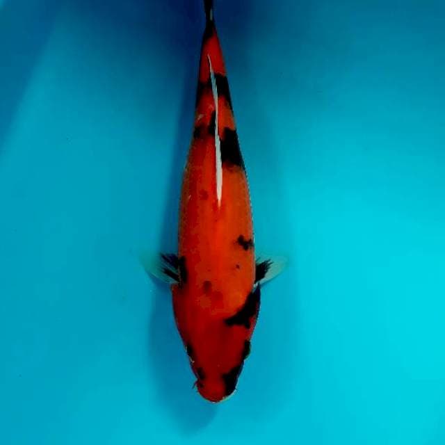 Hishowa 26 cm