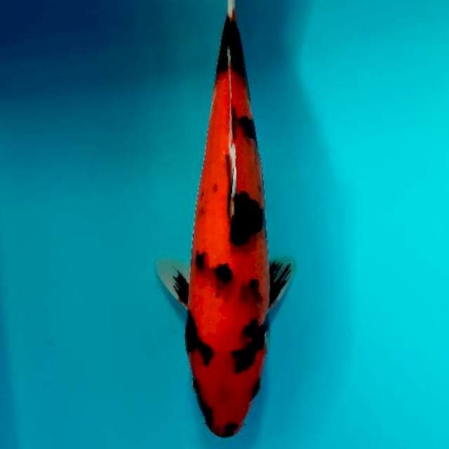Showa 29 cm
