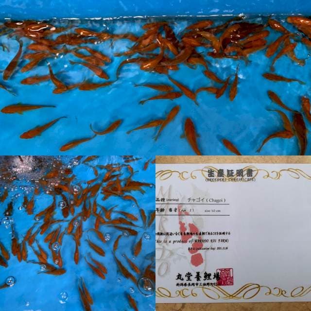 1 CHAGOI IMPORT MARUDO DOB 2021