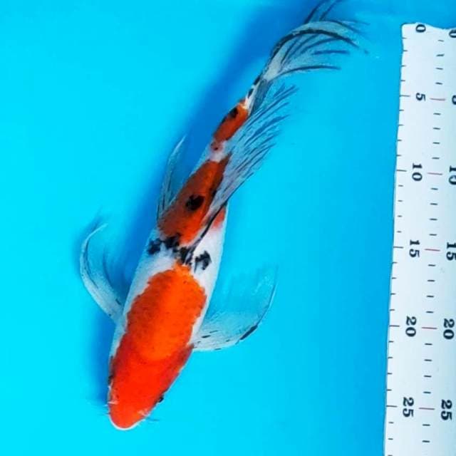 Kumpay sanke strong 31cm