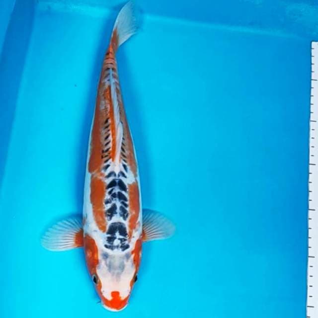 Hana shusui 34cm