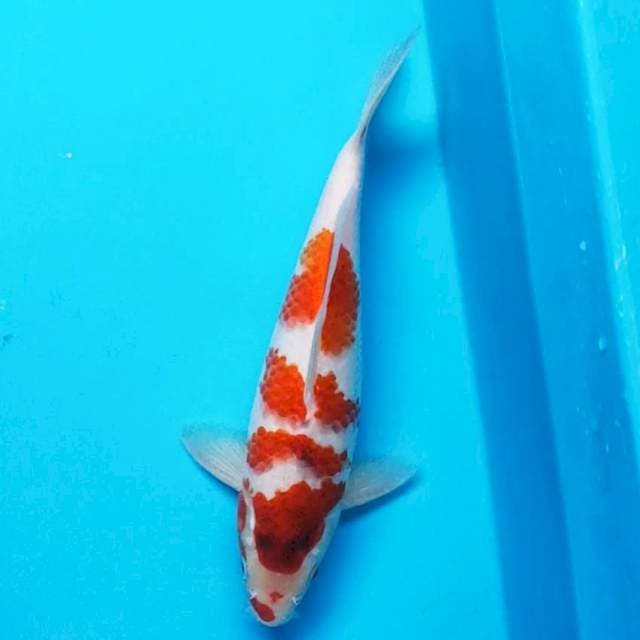 Goromo step 26cm male