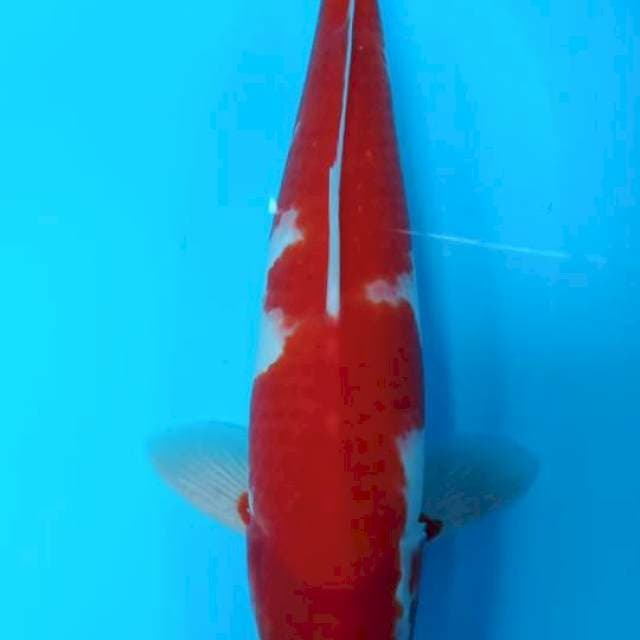 Kohaku 39 cm