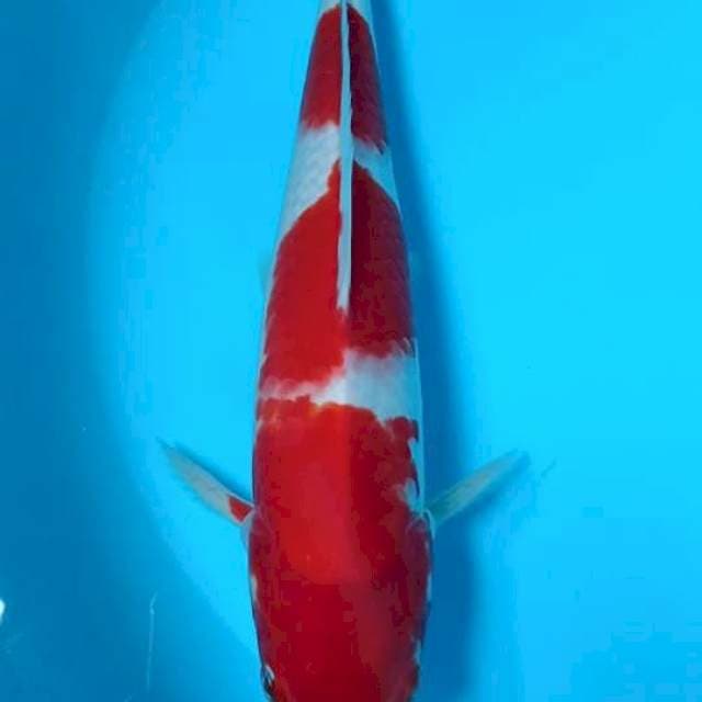 Kohaku 31 cm