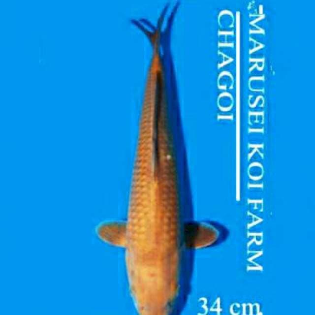 Chagoi 33cm Marusei Koi Farm