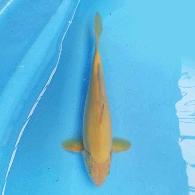 Karashi 31 cm