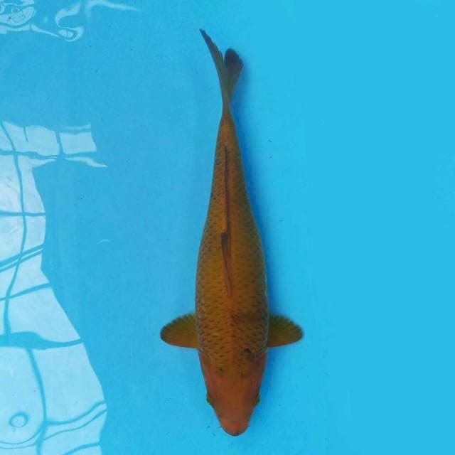 Chagoi 31 cm