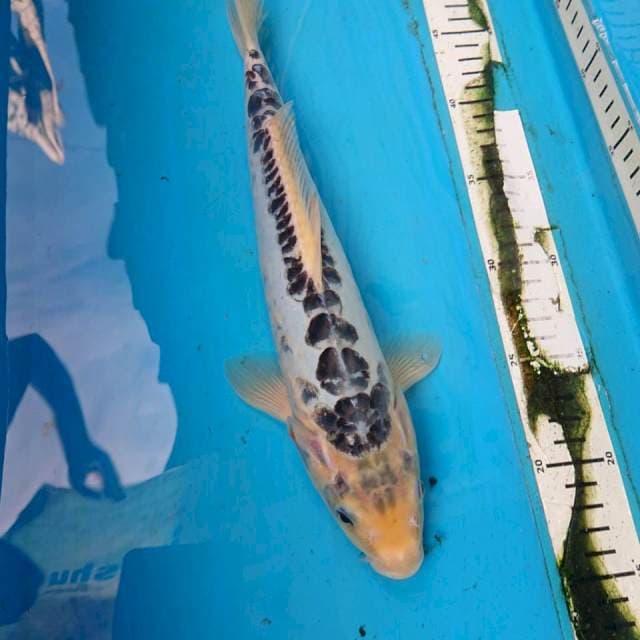 SHusui 32 cm