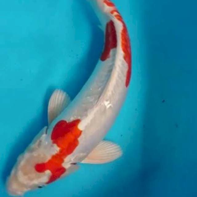 Kikushui