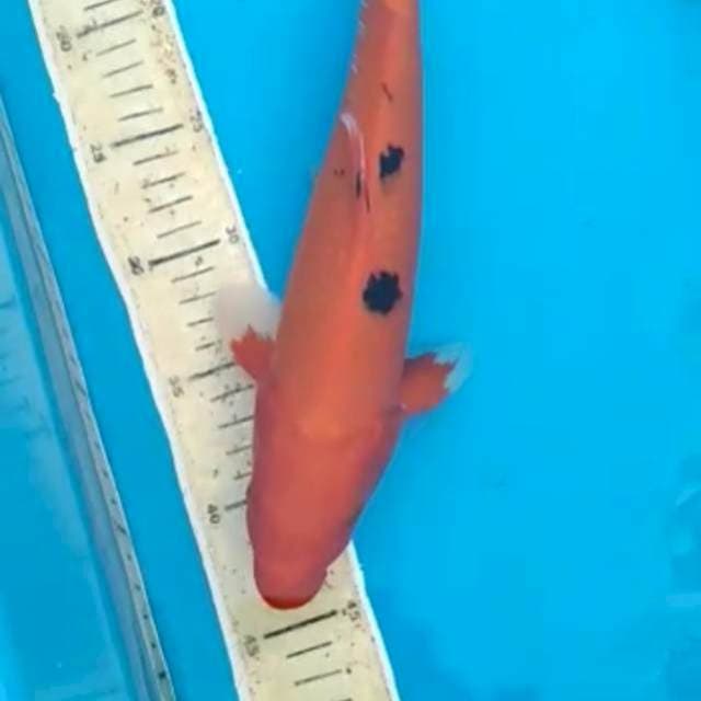 Aka Bekko