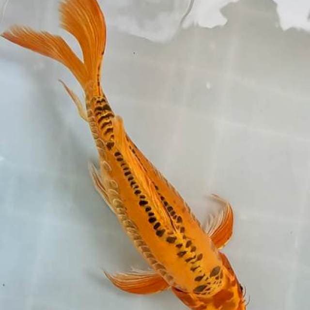 kumpay slayer 42cm warna asli