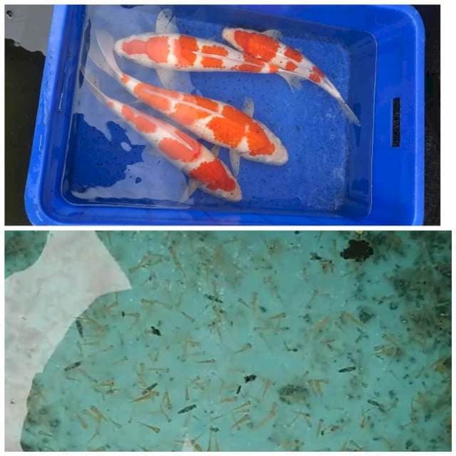 Burayak kohaku 2rb ekr 0,5-1cm . Induk PERDANA JUMBO ORIGINAL