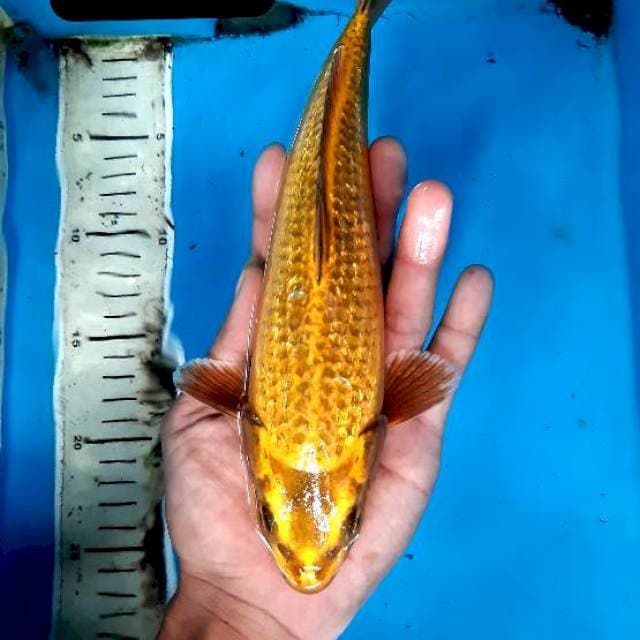 Gold Ginrin padat 26 cm