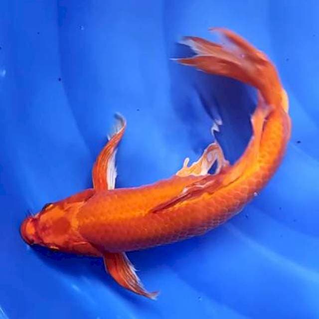 kumpay orenji 42cm jantan