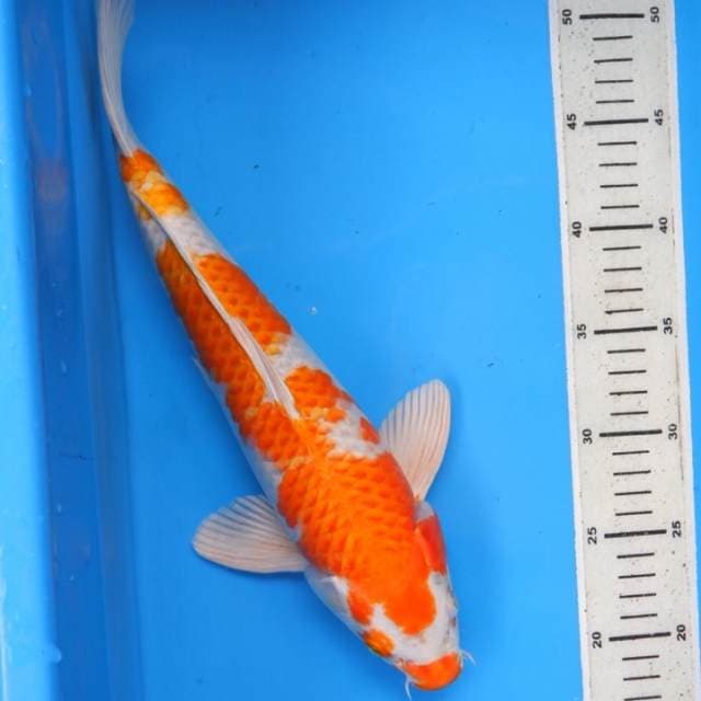 Hariwake Body Torpedo
