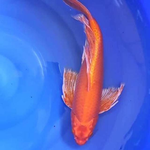 orenji slayer 44cm jantan