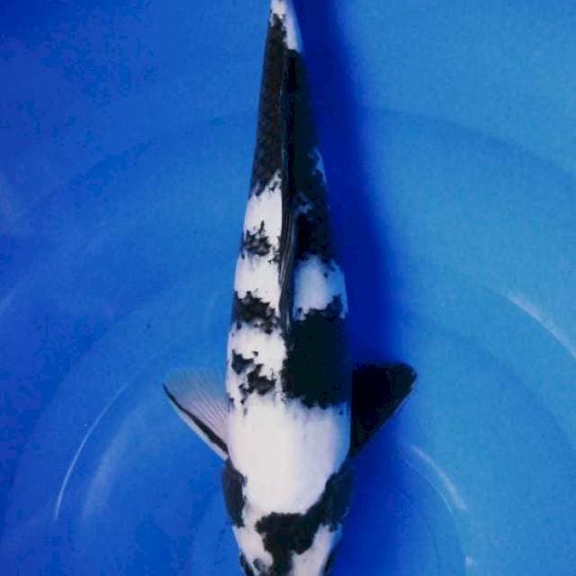 Shiro 32cm sumi tebal joss