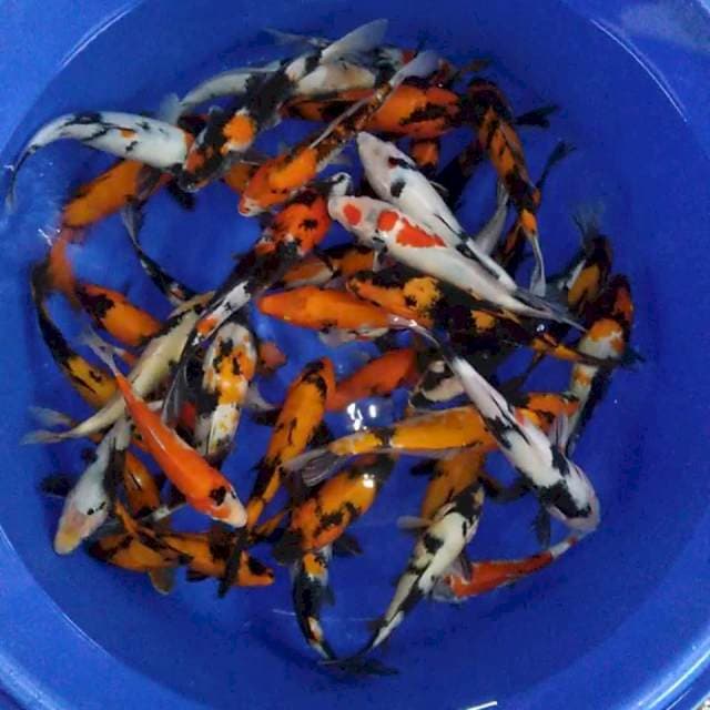 40ekor 23-30cm
