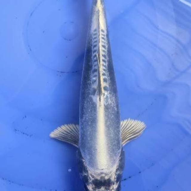 Kiko Metalic Sengs 30cm