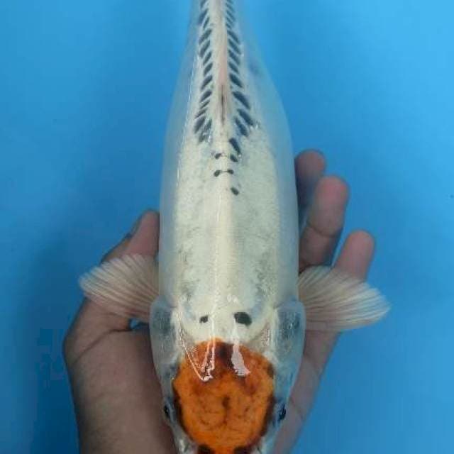 Tancho Kujaku Doitsu 33cm