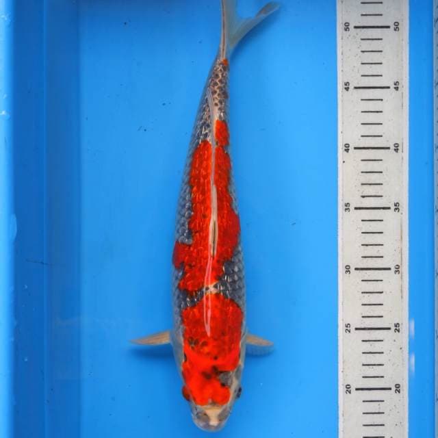 Kolektor Item Gingga Ginrin