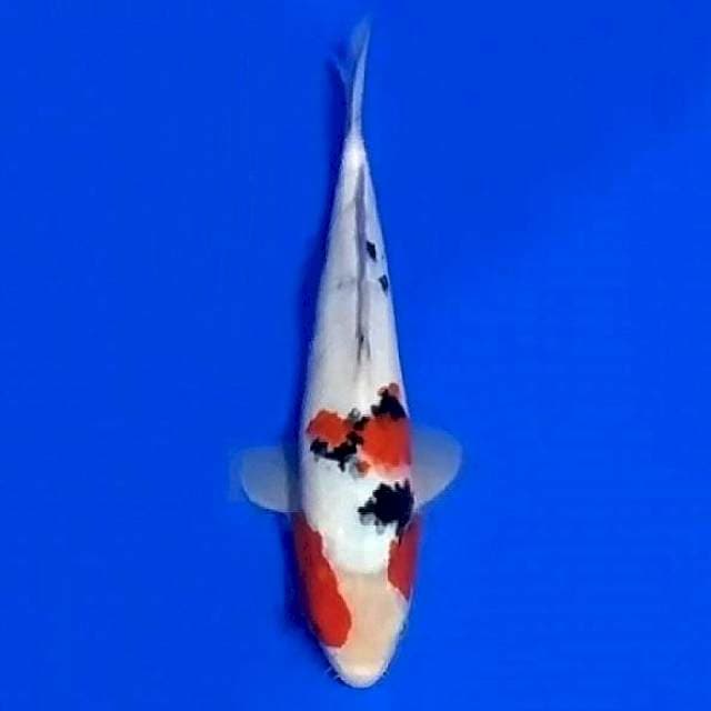 Sanke 29cm
