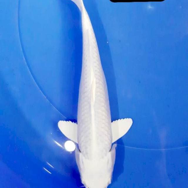 Platinum 32 cm
