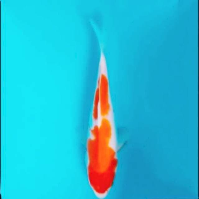 Nindan kohaku 25cm