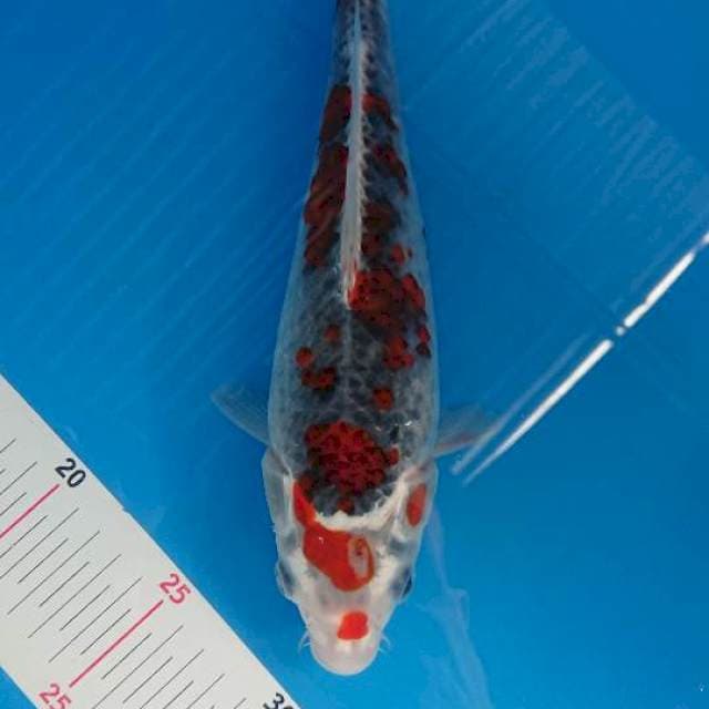 Ghosiki 27cm