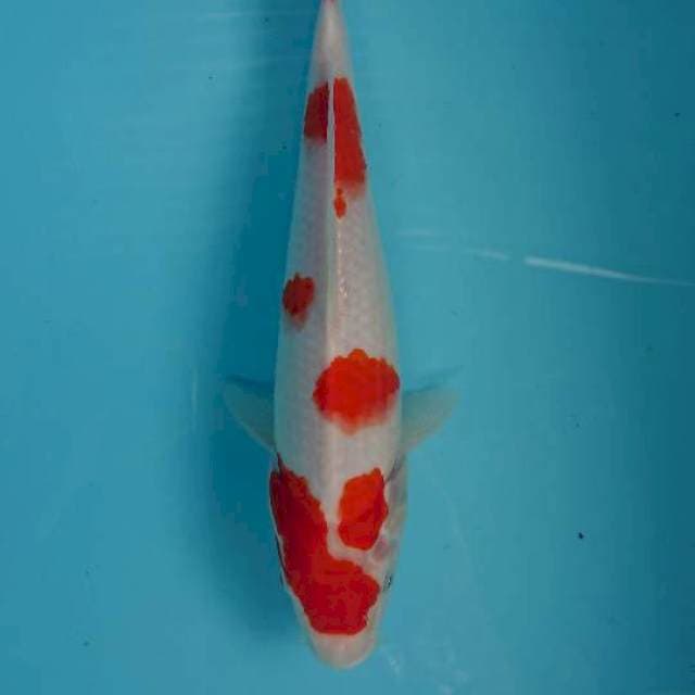 Kohaku 29cm