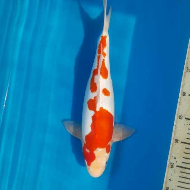 Kohaku doitsu 36cm Female