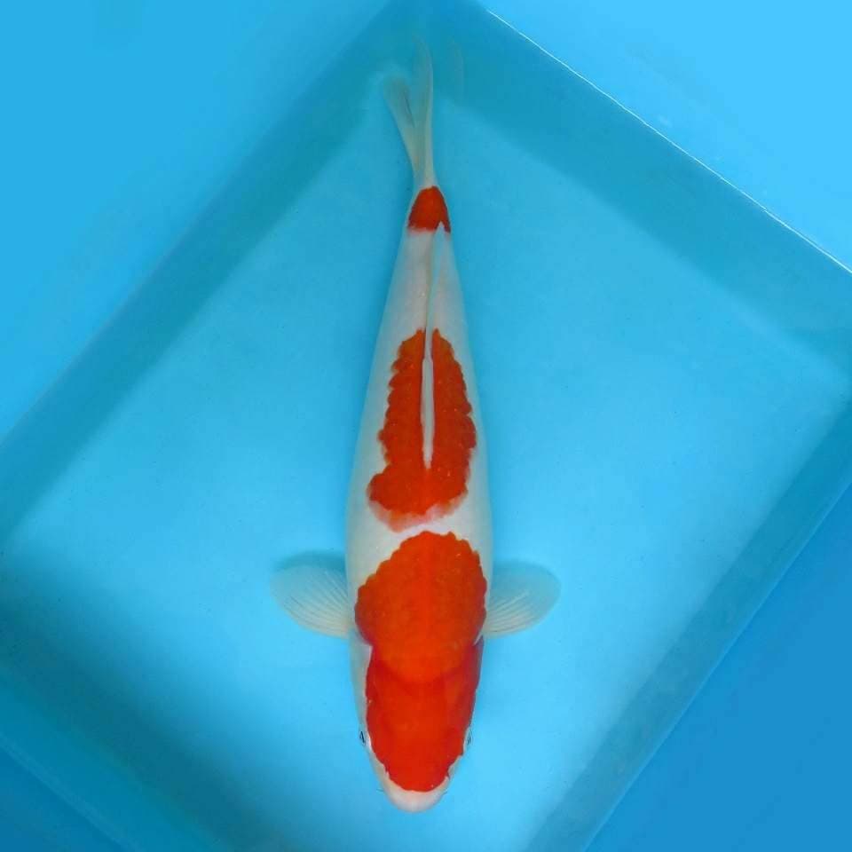 JUNAKOI ( IZUMO ~ KOHAKU SPC )