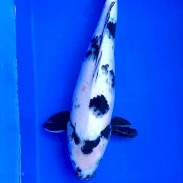 Shiro utsuri hitam pekat