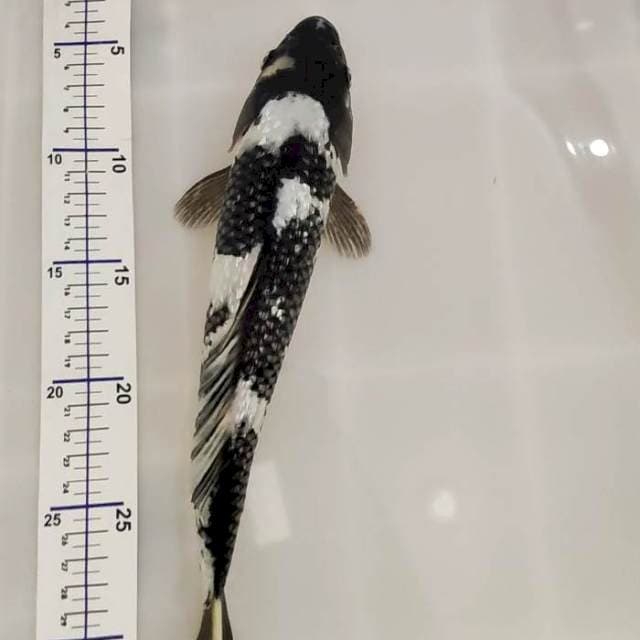 Shiro 30 cm