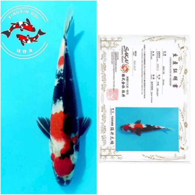 MARUTEN SHOWA SAKAI 27cm MALE
