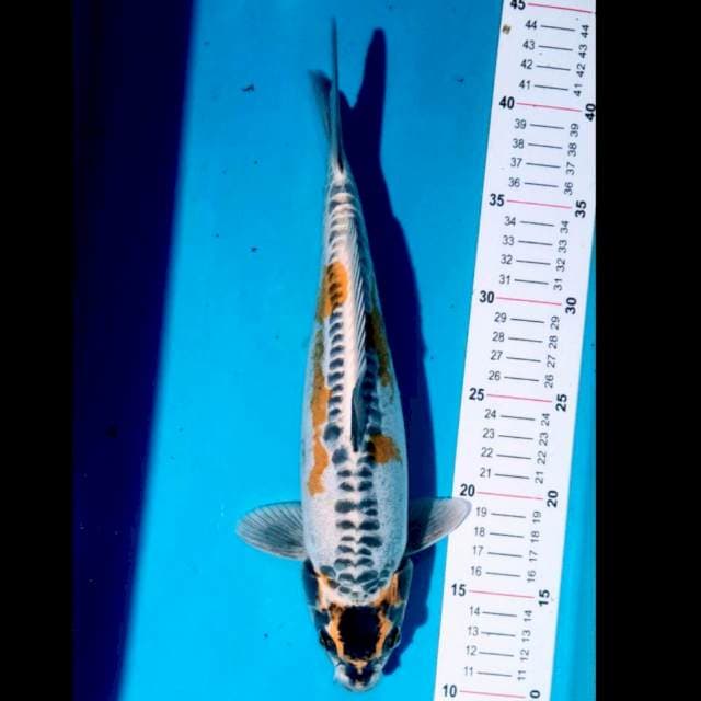 Kikokuryu M 30 cm