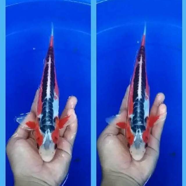 hana shusui 25cm
