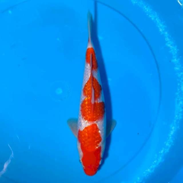 kohaku ginring 4 step