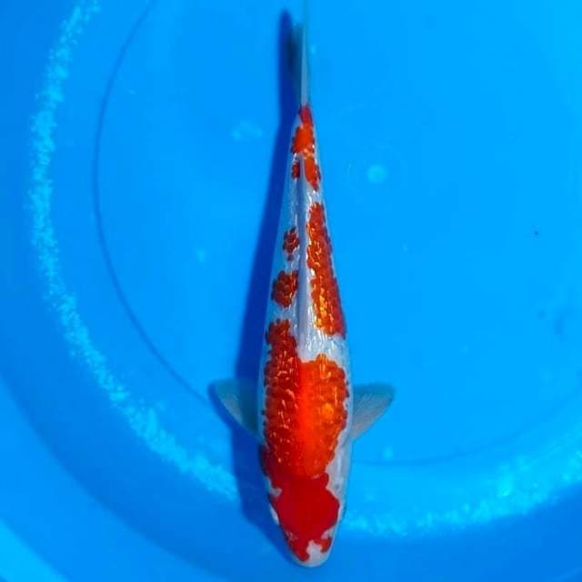 kohaku ginrin